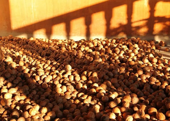 Dedo Pene 2* 반스코